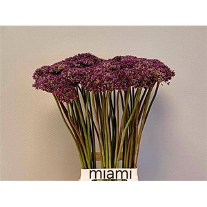 Allium Miami