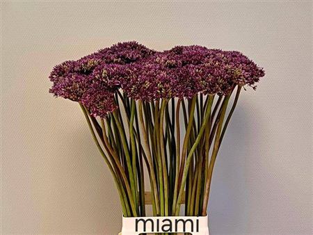 <h4>Allium Miami</h4>
