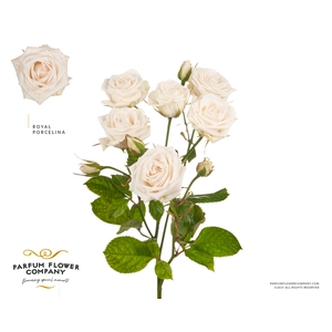 Rosa Spray Royal Porcelina