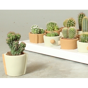 CACTUS OV