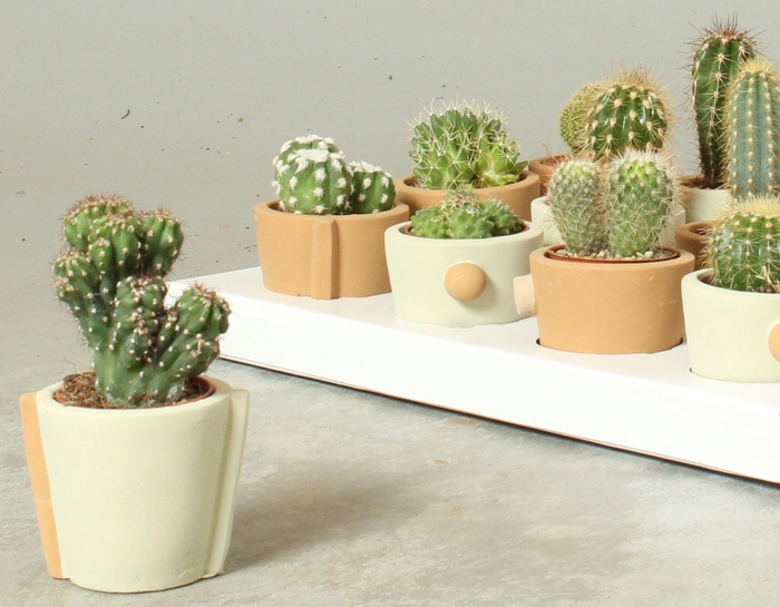 <h4>CACTUS OV</h4>