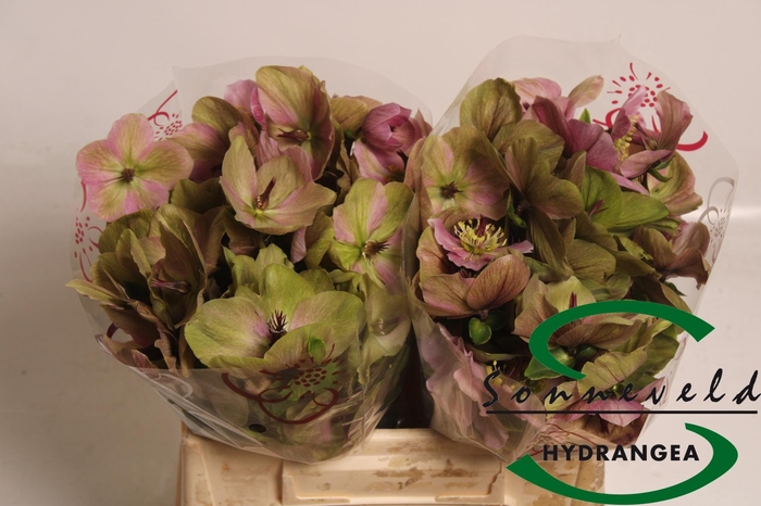 <h4>HELL AAR BELLA PINK</h4>