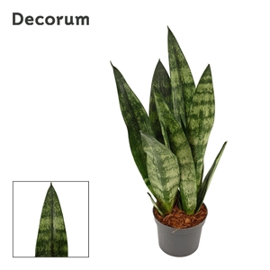 Sansevieria Frozen 9 cm (Decorum)