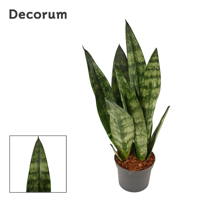 <h4>Sansevieria Frozen 9 cm (Decorum)</h4>