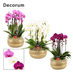 Aurelie cascade 6 tak symphony mix (Deco-collection)