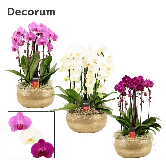 <h4>Aurelie cascade 6 tak symphony mix (Deco-collection)</h4>