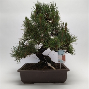 Pinus Thunbergii Bonsai 'E40' 38 cm (herkomst: Japan)