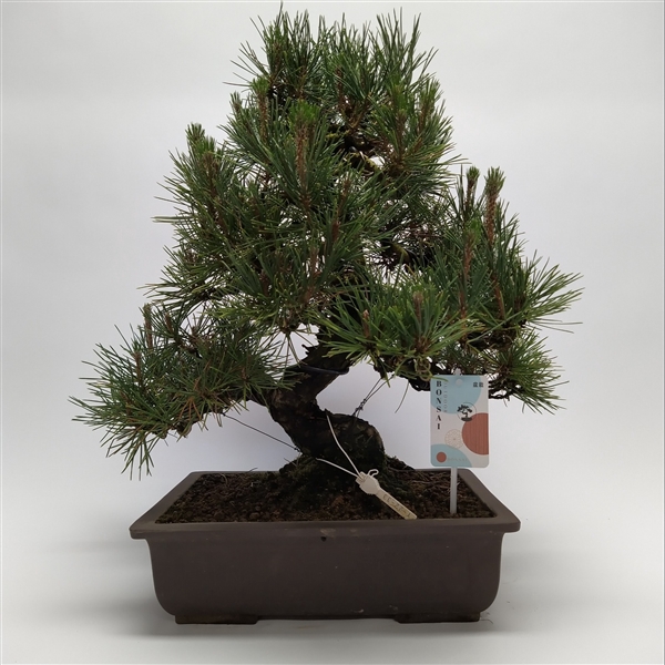 <h4>Pinus Thunbergii Bonsai 'E40' 38 cm (herkomst: Japan)</h4>