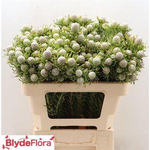 LEUCAD L AY JA PE VERTAKT 40CM