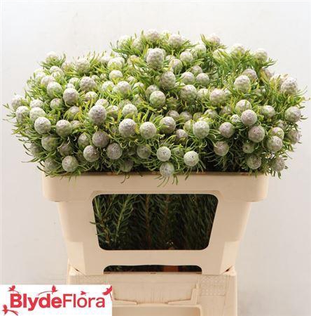 <h4>LEUCAD L AY JA PE VERTAKT 40CM</h4>