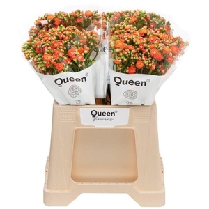 Kalanchoe brilliant orange meadow