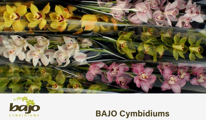 <h4>CYMB T GEM</h4>