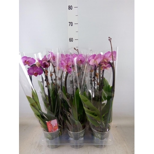 Phalaenopsis  'Elegant Cascade'