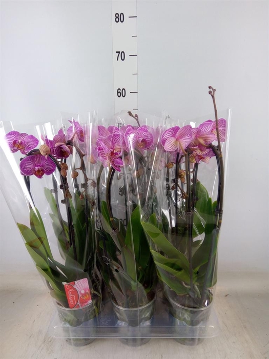 <h4>Phalaenopsis  'Elegant Cascade'</h4>