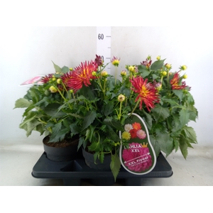 Dahlia SC 'Labella Maggiore Fire'