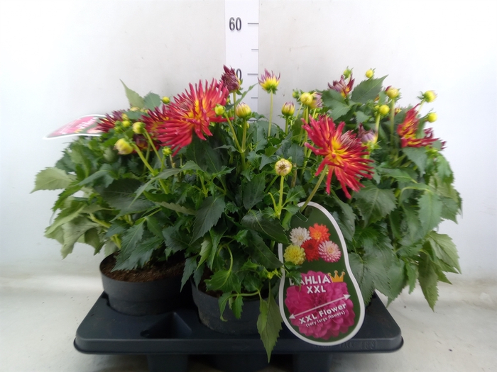 <h4>Dahlia SC 'Labella Maggiore Fire'</h4>