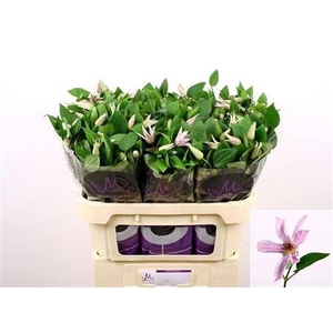 Clem Amazing Miami 4+,(TZ),MPS A,(10)