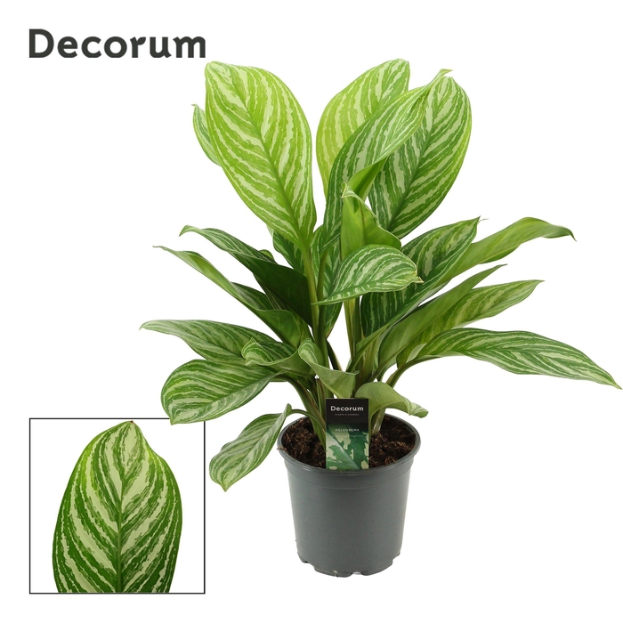<h4>Aglaonema 17 cm Stripes (Decorum)</h4>