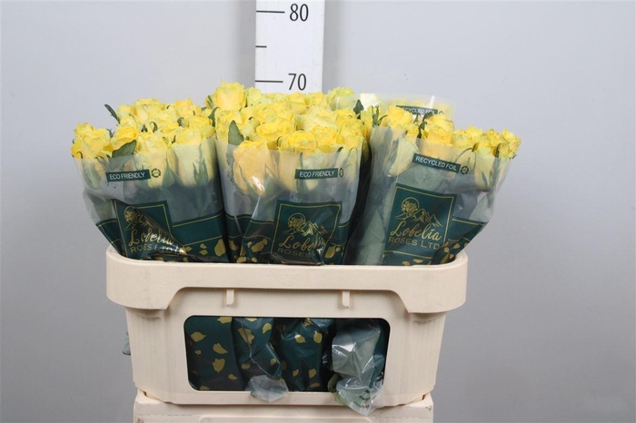 <h4>R Gr Good Times</h4>