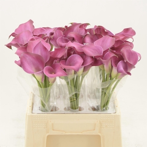 Calla Fantasia