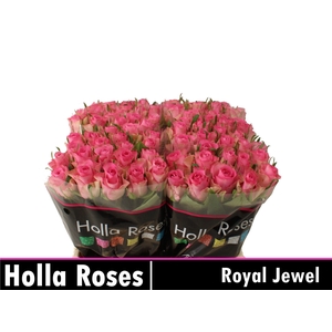 R GR ROYAL JEWEL