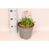 vaste planten 19 cm  Allium Millenium