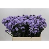 Limonium sinuatum Donau Birds