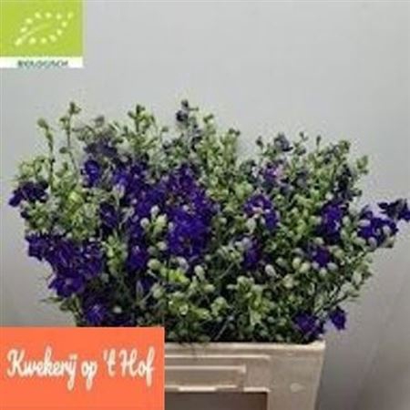 <h4>Cons R Q Dark Blue</h4>
