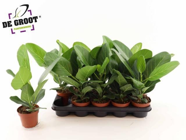 <h4>FICUS BENG AUDREY</h4>