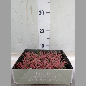 Tillandsia
