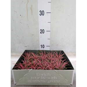 Tillandsia