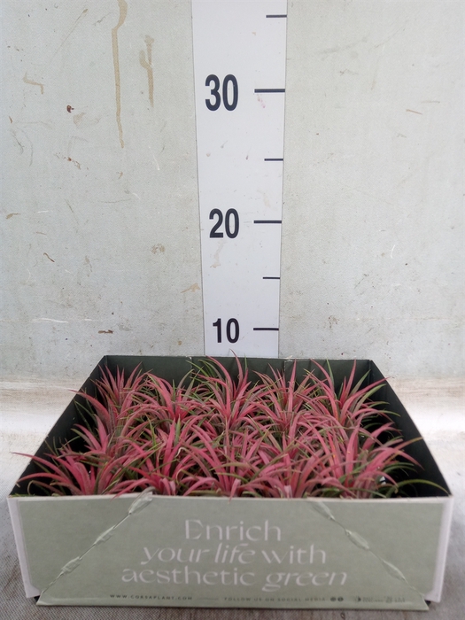 <h4>Tillandsia</h4>
