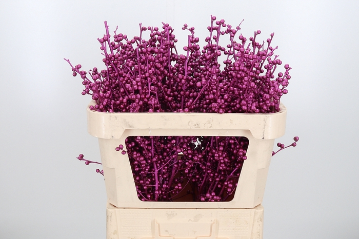 <h4>Ilex Kl Bh Metallic Erika</h4>