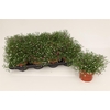 Gyps Muralis Gem Pot
