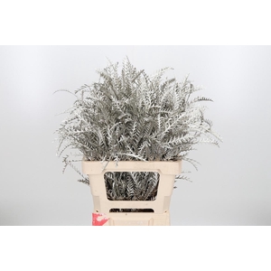 Grevilea Ivanhoe Kl Bh Platina