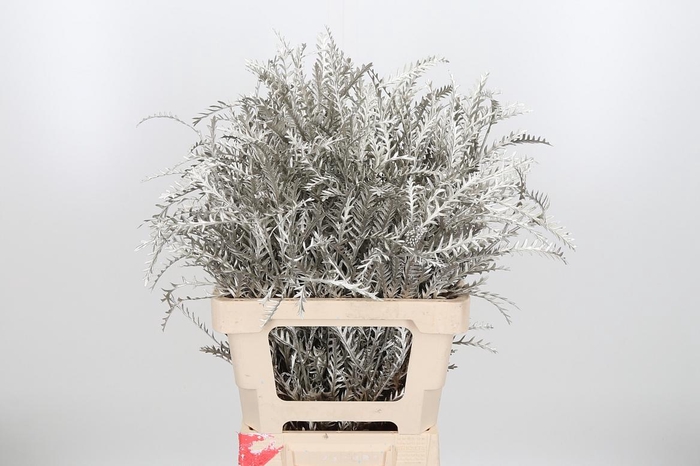 <h4>Grevilea Ivanhoe Kl Bh Platina</h4>