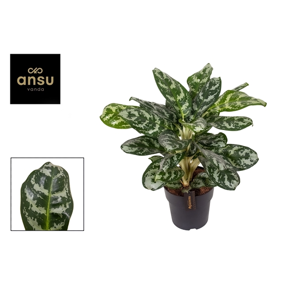 <h4>Aglaonema Amazon Silver</h4>