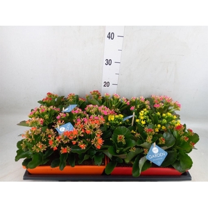 Kalanchoe blos.   ..EN mix