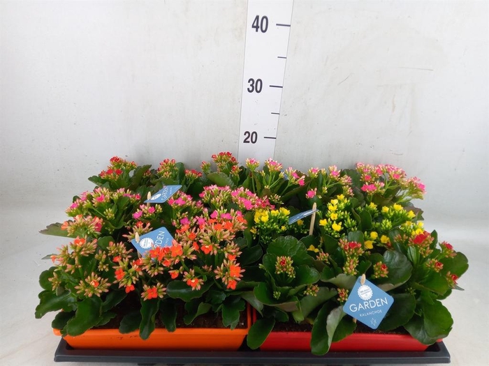 <h4>Kalanchoe blos.   ..EN mix</h4>