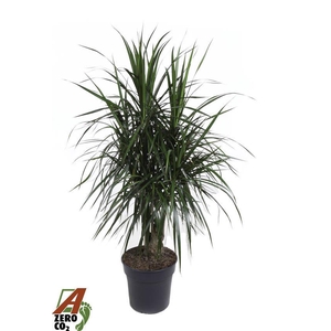Dracaena Marginata vertakt P27