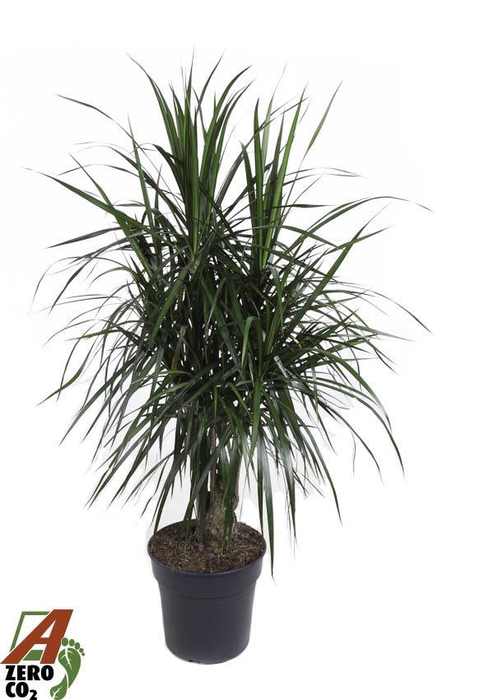 <h4>Dracaena Marginata vertakt P27</h4>