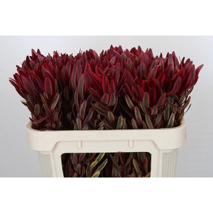 Leucadendron Jester