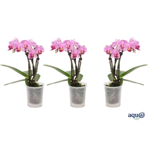 Phal Tiny Dolls Roze 3T18+ Aqu@