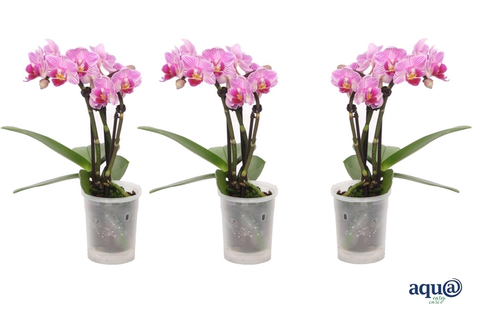 <h4>Phal Tiny Dolls Roze 3T18+ Aqu@</h4>
