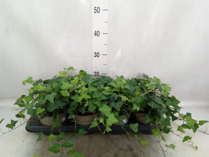 <h4>Hedera hibernica</h4>