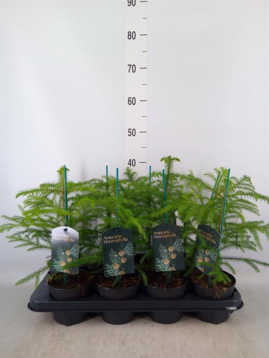 <h4>Araucaria   ...</h4>