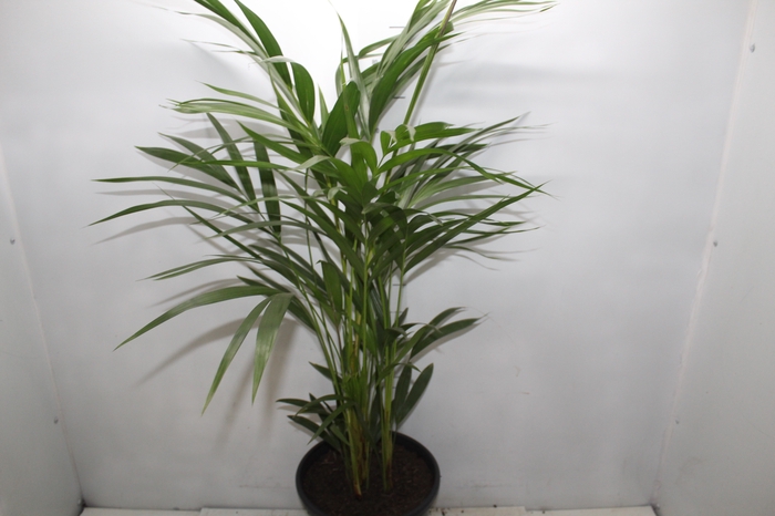 <h4>ARECA BAMBU P24</h4>