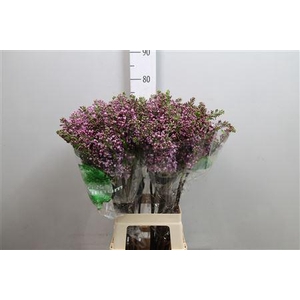 Syr V Dark Koster 4+