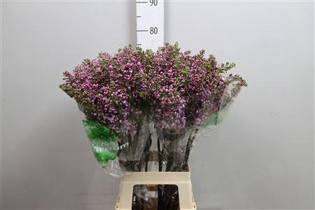 <h4>Syr V Dark Koster 4+</h4>