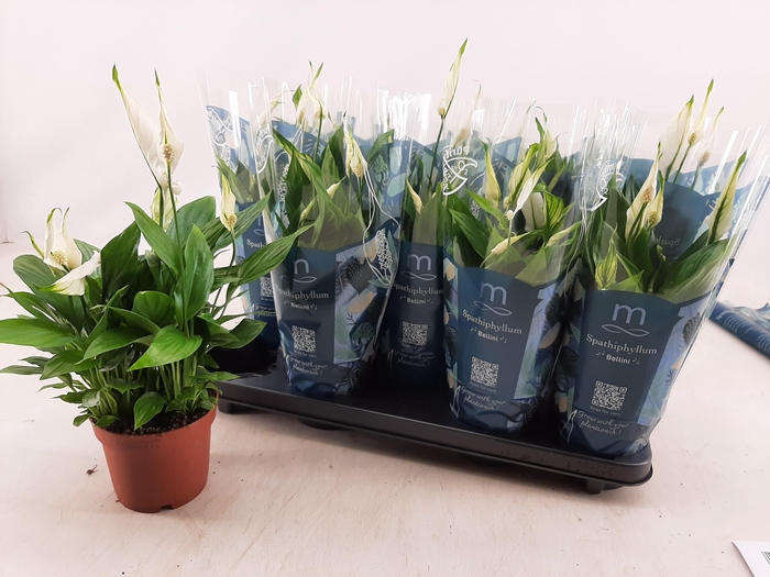 <h4>SPATH BELLINI</h4>